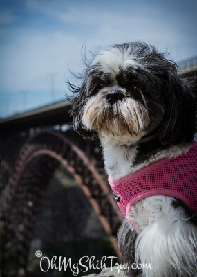 Perrine Bridge Riley Shih Tzu