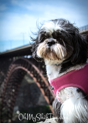 Perrine Bridge Riley Shih Tzu