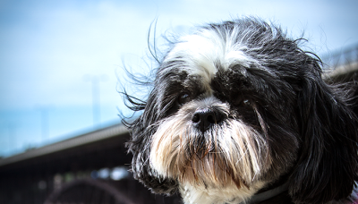 Perrine Bridge Shih Tzu