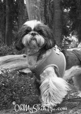 Shih Tzu in Truckee