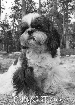 Shih Tzu in Truckee