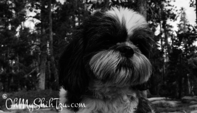 Riley Shih Tzu in Truckee