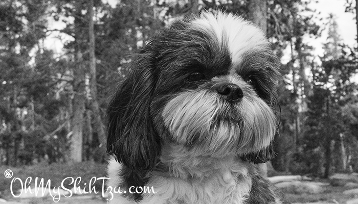 Riley Shih Tzu in Truckee