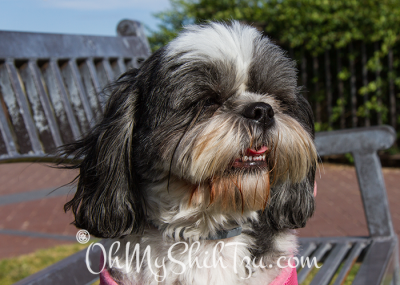 Summer Time Shih Tzu