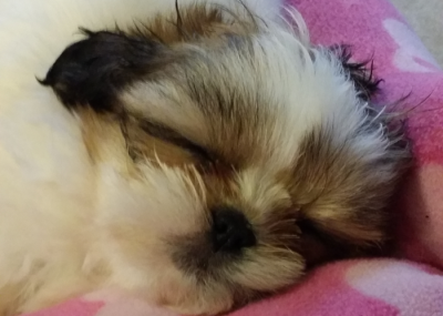 Super Shih Tzu zoey