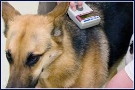 Microchipped dog July 4th found dog