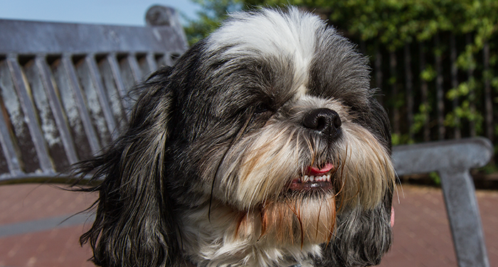 Shih Tzu Summer Time