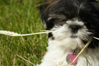 Super Shih Tzu Saturday - Athena