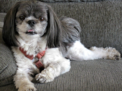 Super Shih Tzu Saturday - Athena