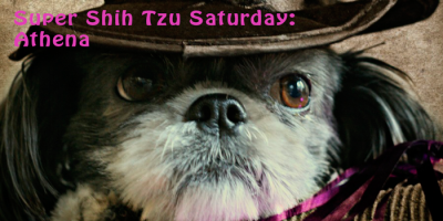 Super Shih Tzu Saturday - Athena