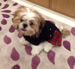 Super Shih Tzu Bailey