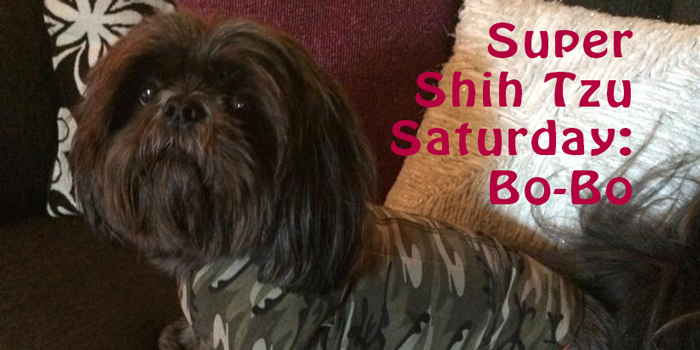 Super Shih Tzu Saturday: Chloe - Oh My Shih Tzu