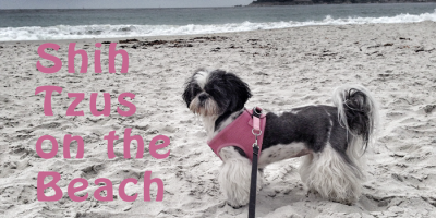 Featured Shih Tzus on the Beach
