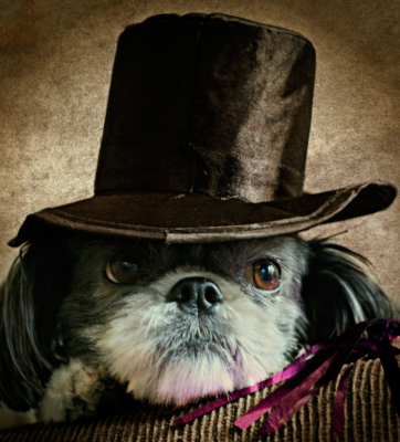 Super Shih Tzu Saturday - Athena