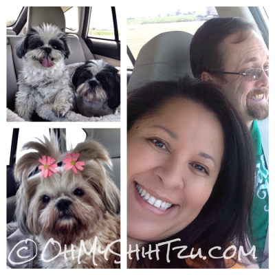 Shih Tzus on the Beach