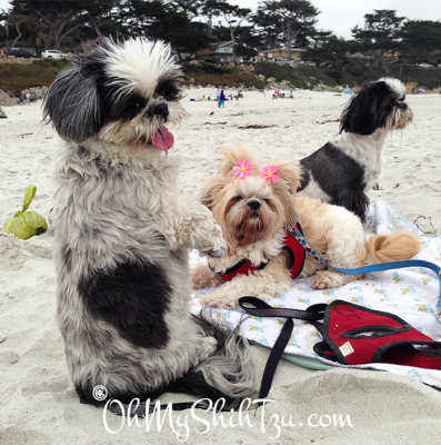 Shih Tzus on the Beach