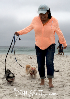 Shih Tzu on the Beach