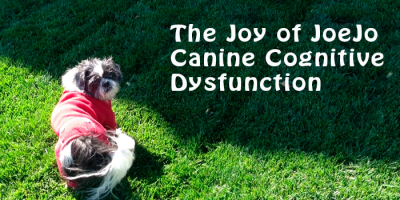 Canine Cognitive Dysfunction