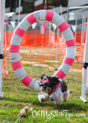 Lure Course Shih Tzu