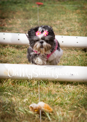 Lure Course Shih Tzu