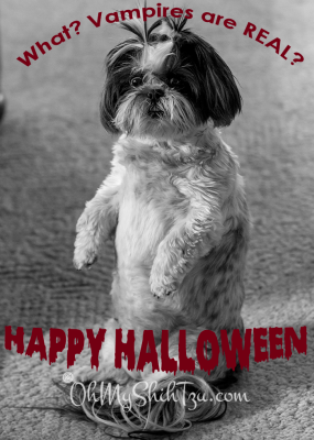 Shih Tzu Halloween