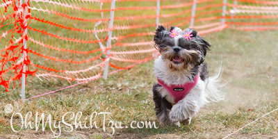 Shih Tzu Lure Course