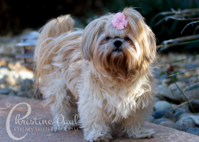 Shih Tzu Dogs