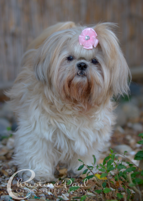 Shih Tzu Dogs