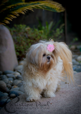 Shih Tzu Dogs