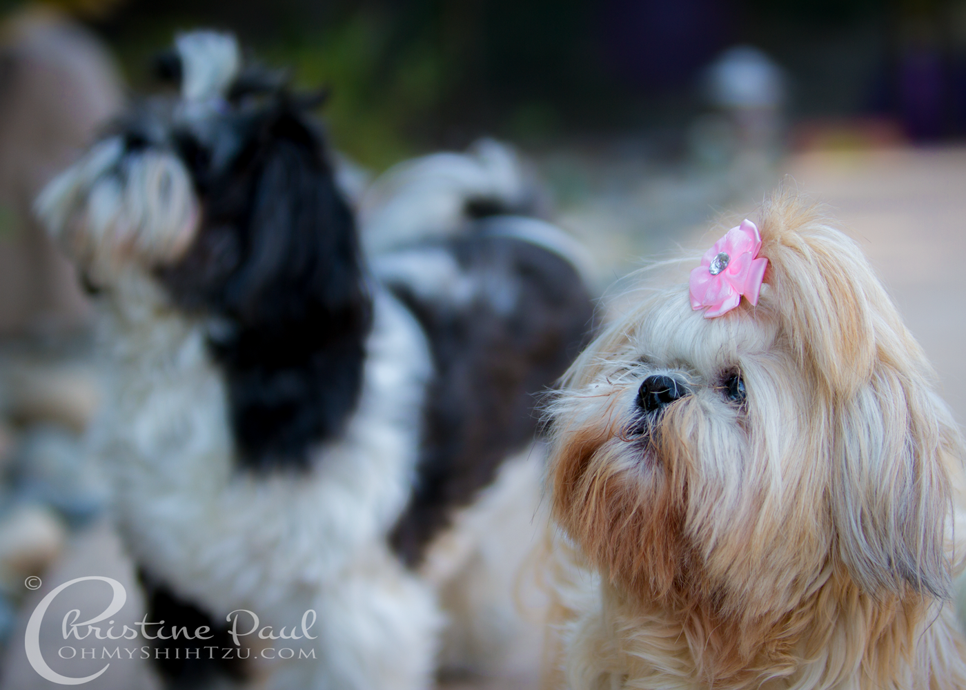 Shih Tzu Dogs