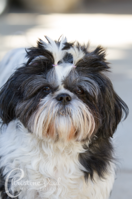 Shih Tzu Dogs