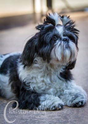 Shih Tzu Dogs