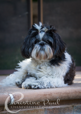 Shih Tzu Dogs