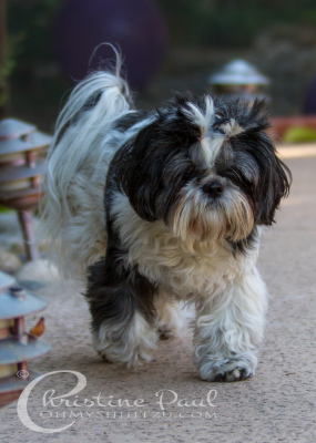 Shih Tzu Dogs