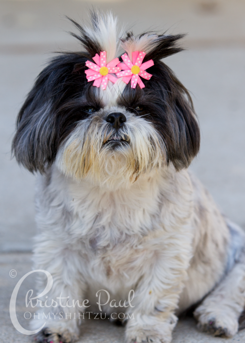 Shih Tzu Goals for the New Year