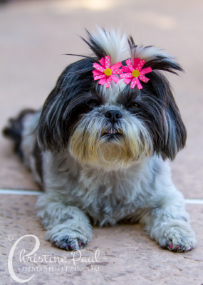 Shih Tzu Dogs