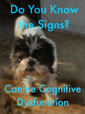 Canine Cognitive Dysfunction