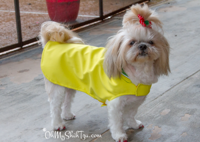 Astoria Overcoat Shih Tzu Product Review