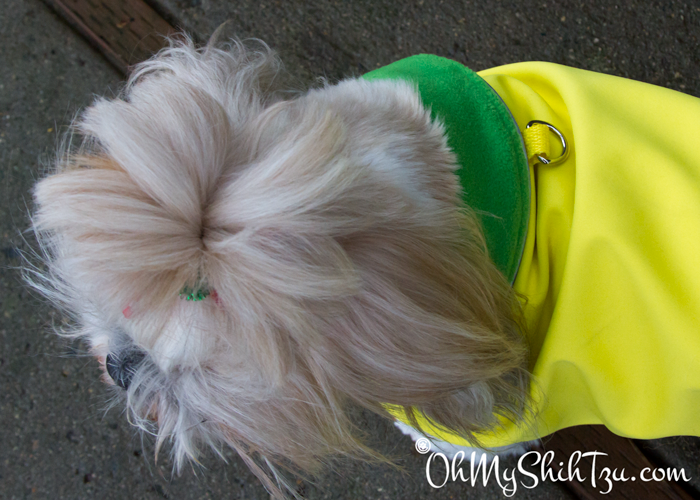 Shih Tzu Product Reveiw Astoria Overcoat