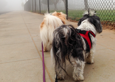 3 Beneifts of Weight Loss for Shih Tzus: Trixies Triumph