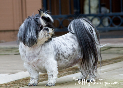 Shih Tzu Weight Loss