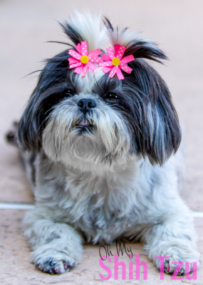 3 Benefits of Weight Loss for Shih Tzus