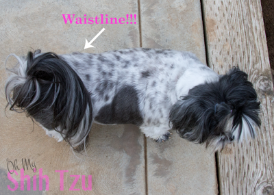 3 Benefits of WeightLoss for Shih Tzus: Trixies Triumph