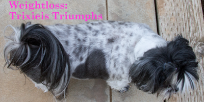 Benefits of Weightloss in Shih Tzus