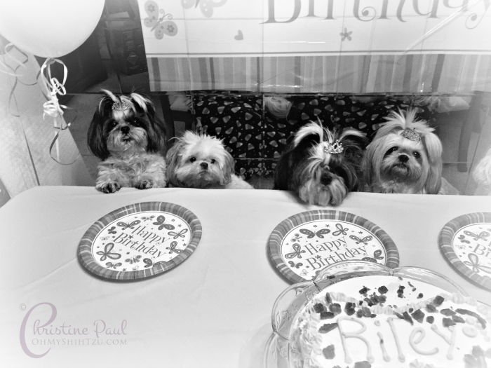 Shih Tzu Birthday