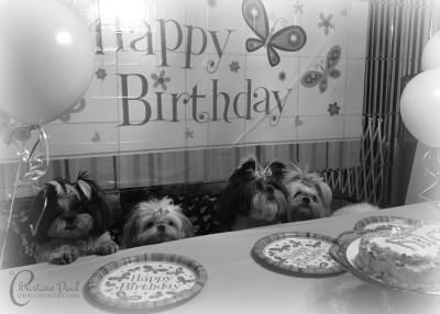 Shih Tzu Birthday