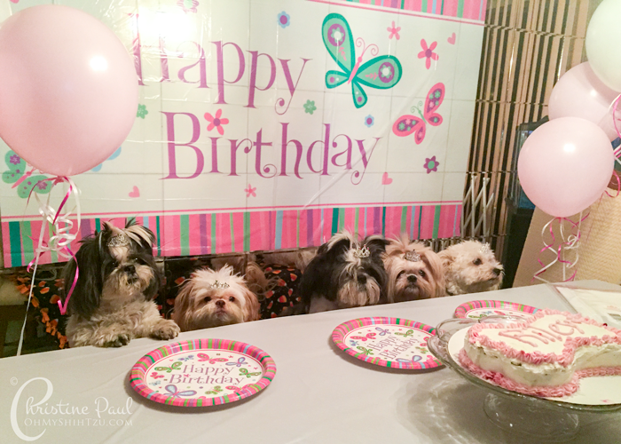 Shih Tzu Birthday