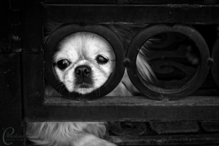Cute DOg