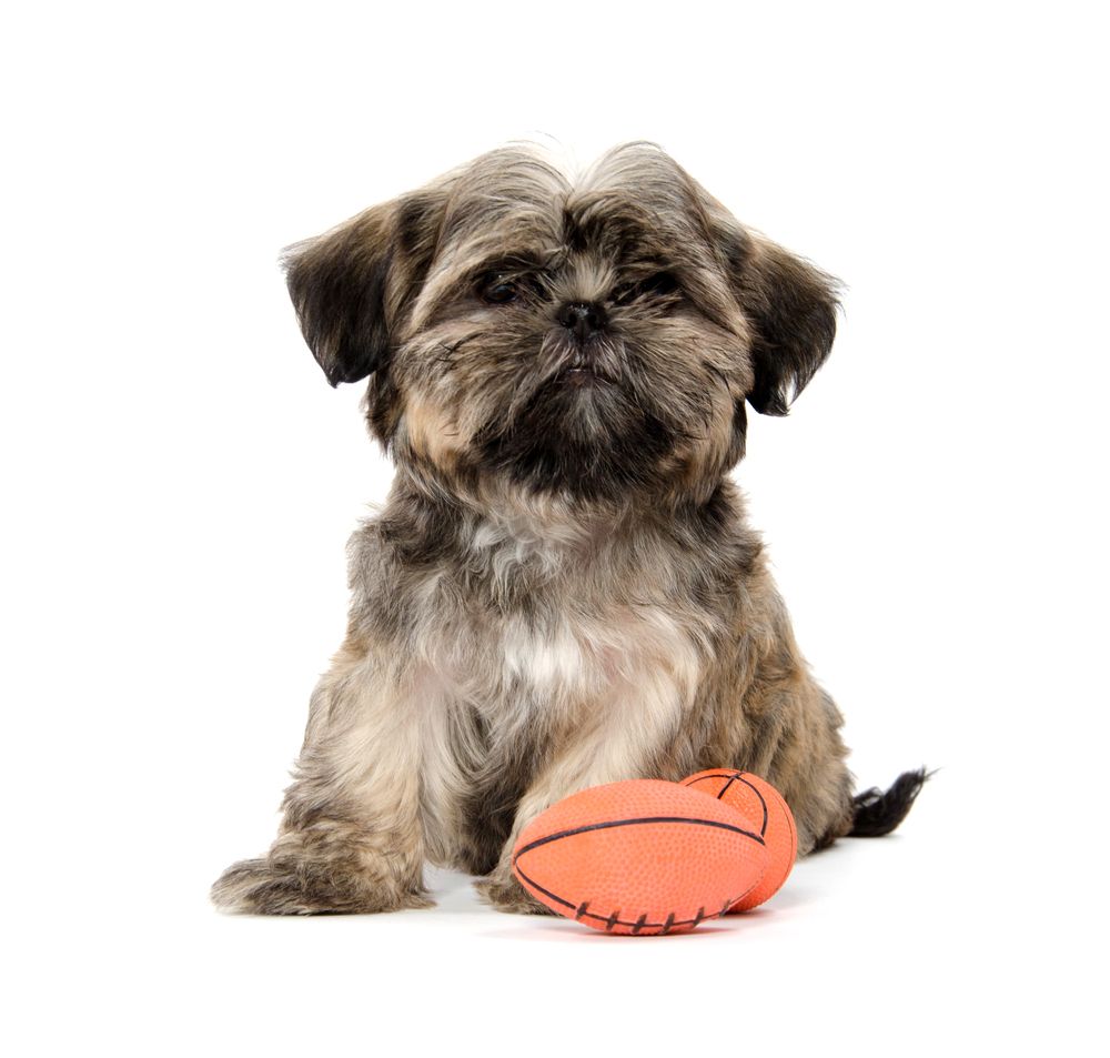 Keep Your Dog Safe During a Super Bowl Party Shih Tzu with Football