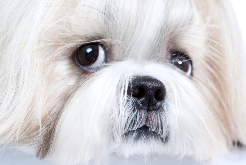 Sad Shih Tzu - Oh My Shih Tzu